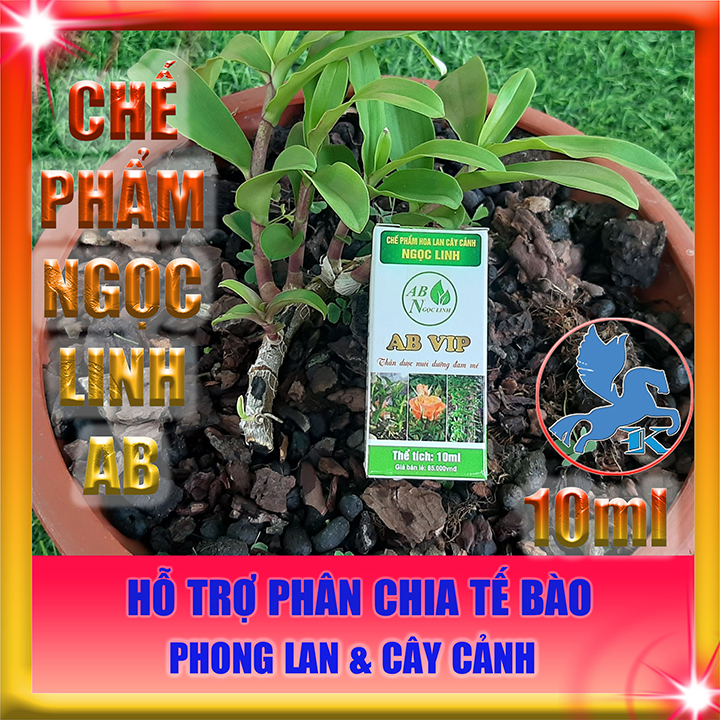 Chế Phẩm Ngọc Linh AB 10ml | Hỗ trợ phân bào cho Phong Lan