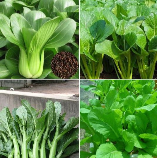 Combo 4 gói hạt giống rau cải các loại-gói 10 gram-tặng kèm 1 gói phân bón lót