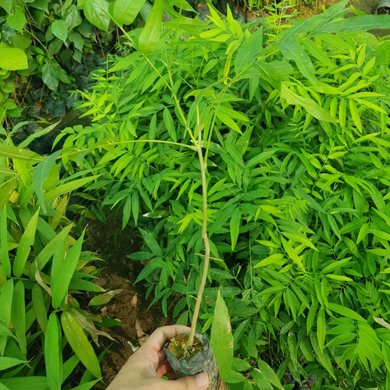 Combo 4 cây giống bồ hòn ( tặng kèm 1 cây )