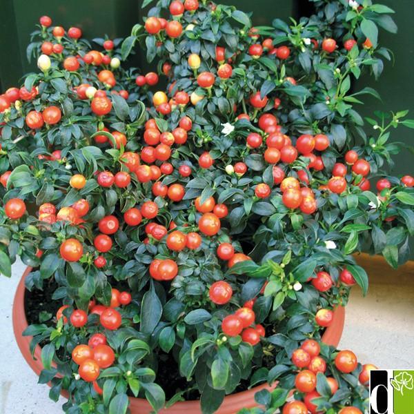 Hạt giống ớt kiểng quả tròn đỏ LUCKY SEEDS