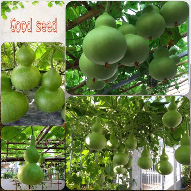 Hạt giống bầu hồ lô cao sản 1 tháng f1