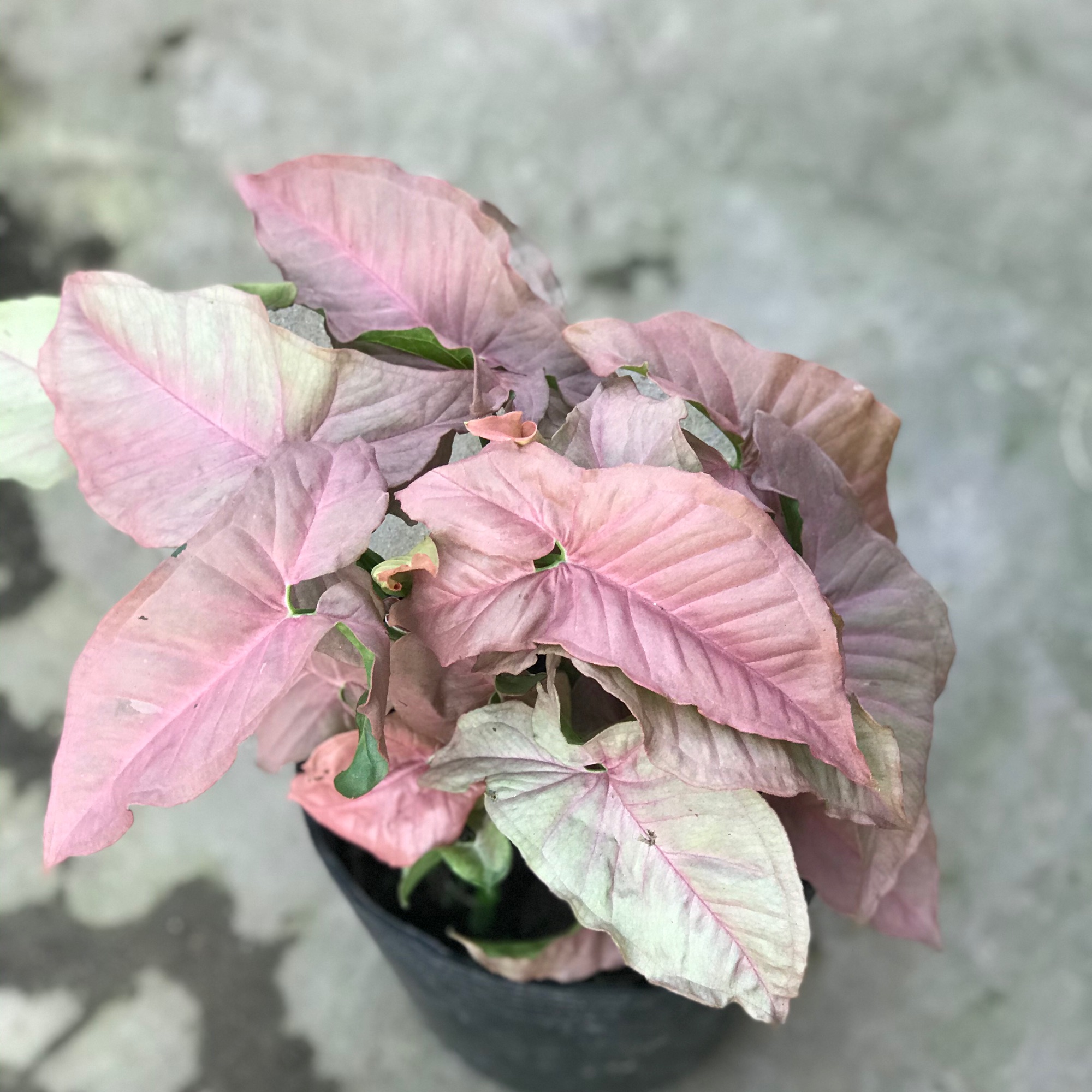 Trầu bà Hồng chậu nhựa đen + tặng phân bón cho cây mau lớn