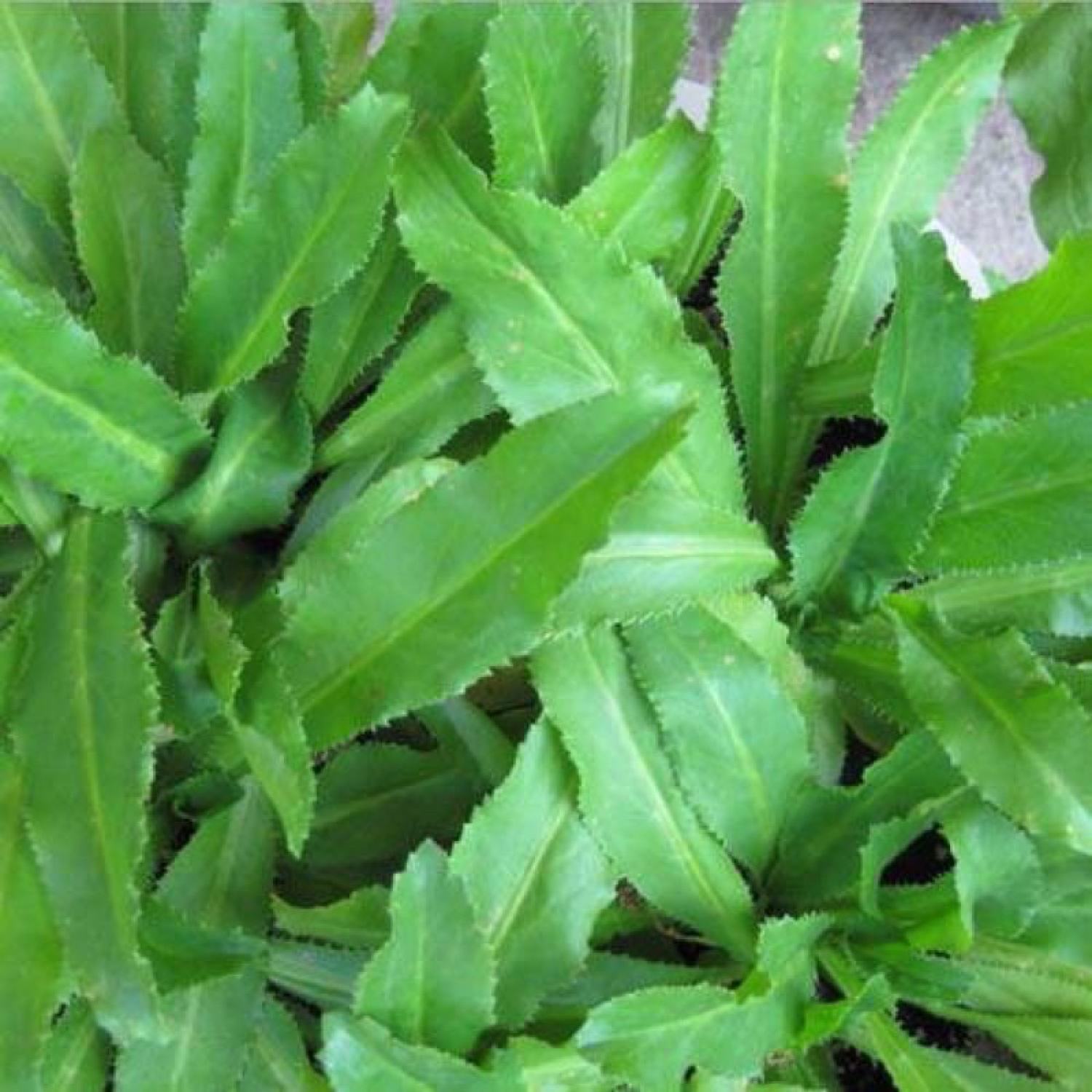 Bầu rau mùi tàu/ ngò gai