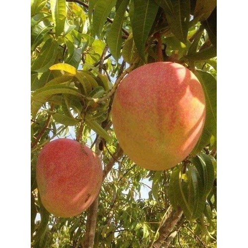 CÂY GIỐNG XOÀI ÚC