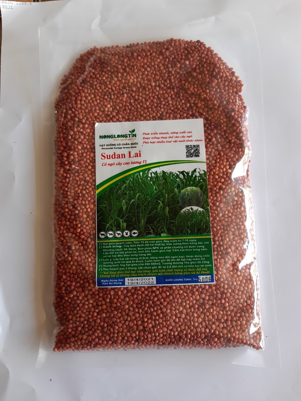 ,giống cỏ sudan lai - cỏ ngô