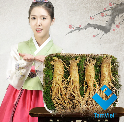 Sâm Tươi Hàn Quốc 6 Năm Tuổi 4 Củ- 1kg, Nhân Sâm Hàn Quốc, có tác dụng chống mệt mỏi, tăng cường bồi bổ sức khỏe, minh mẫn, sảng khoái, sâm hàn quốc, nhân sâm tươi hàn quốc, sâm tươi hầm gà, sâm tươi ngâm mật ong
