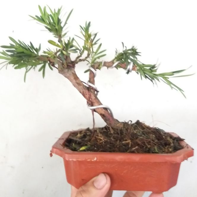 [HCM]Van niên Tùng bonsai mini