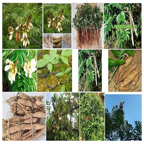 Combo 3 cây giống cát sâm - 4566