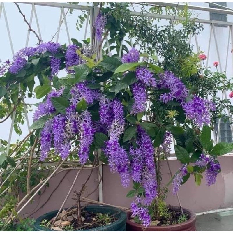 Cây hoa mai xanh Thái