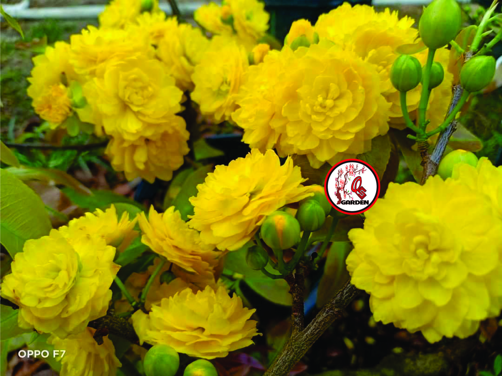 Cây cúc mai lớn 150 cánh- loại cây ghép chơi tết