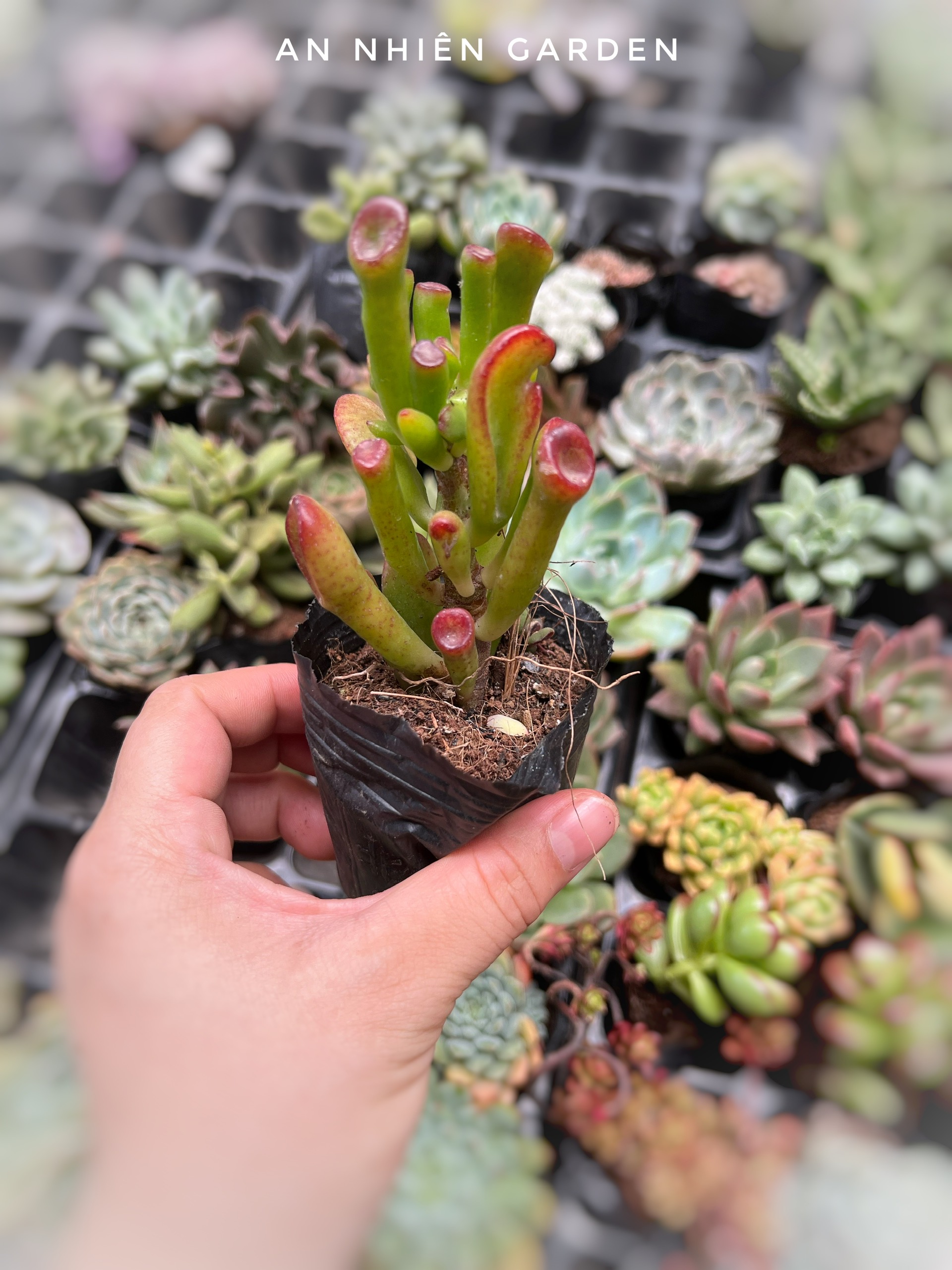 Sen đá ống điếu size bầu kt 5-7cm- xuất xứ đà lạt, khoẻ đẹp,lỗi 1 đổi 1