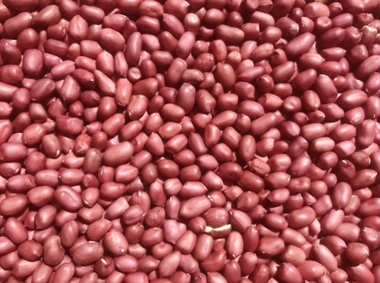 [Hàng chuẩn] Đậu phộng, Lạc đỏ sống Thái Bình, túi 500g giàu protein, lạc đỏ nấu xôi, nấu ăn, uống bia | Tạp hóa Ánh Thảo