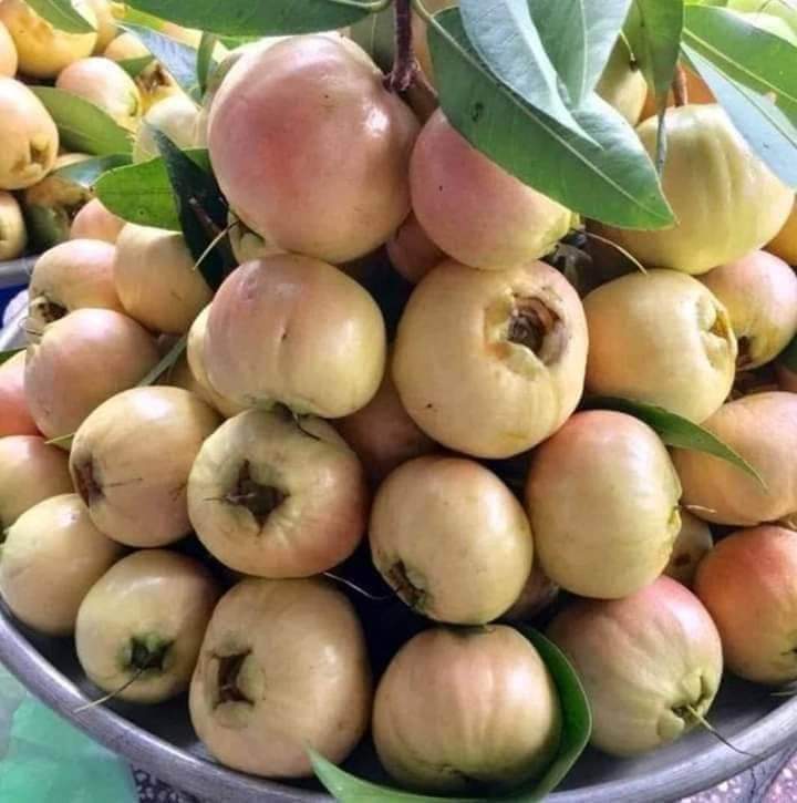 Cây Mận Lý giống cây cao 25cm