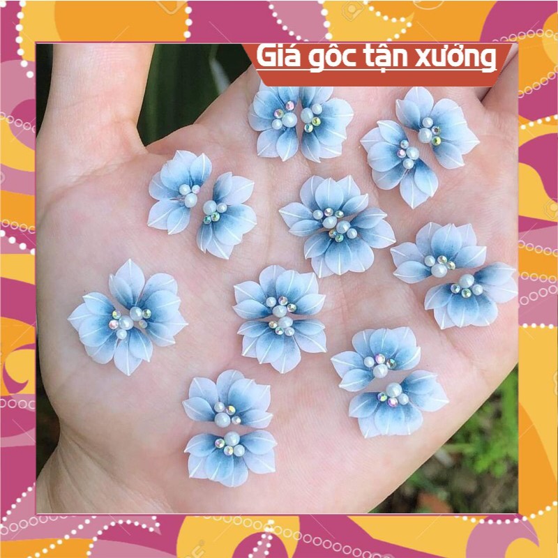 Hoa bột cúc ruby cánh nhọn