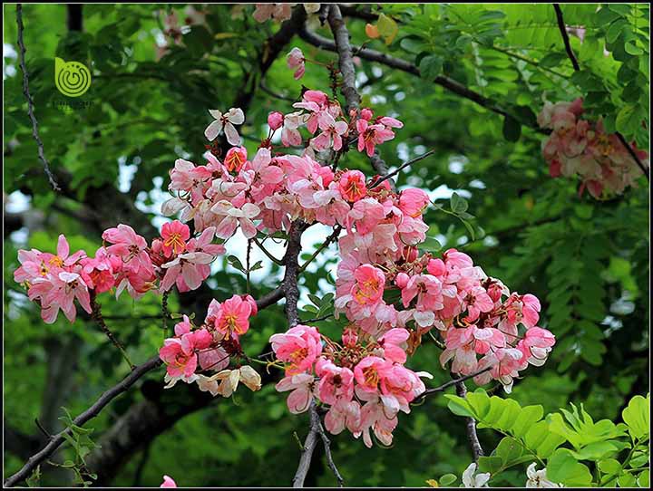 Cây Hoa Muồng Anh Đào giống