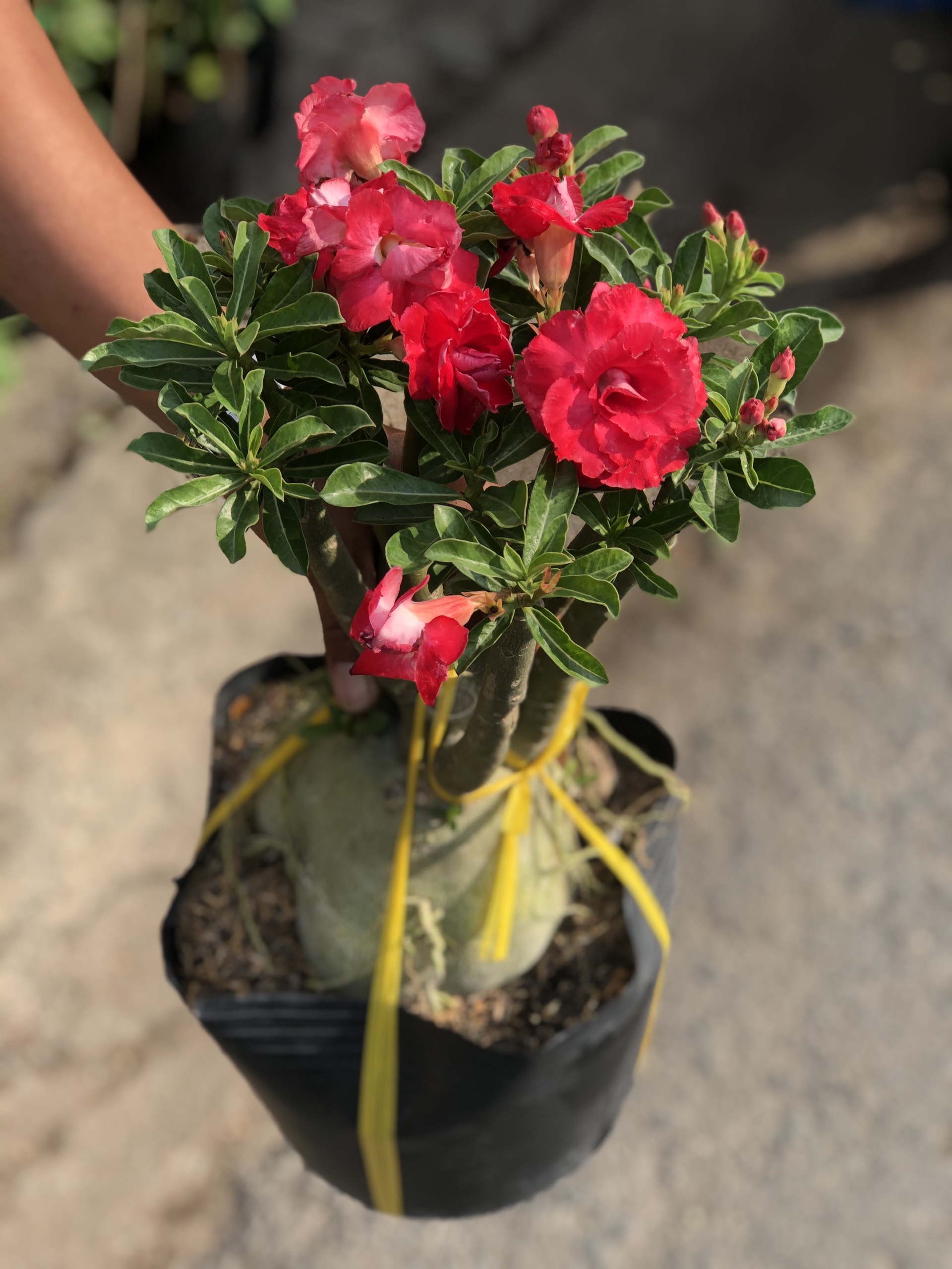 Chậu sứ Thái gốc to bông kép màu đỏ