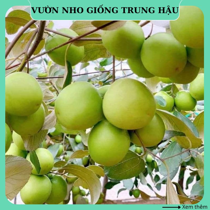 Cây táo xanh giống Thái da xanh siêu trái Ninh thuận trồng chậu thùng xốp sân thượng CT10