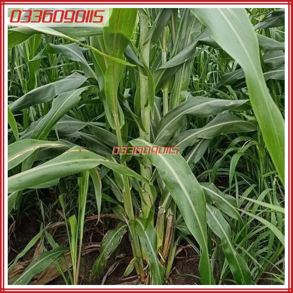 500g Hạt giống cỏ voi lai siêu năng suất, giàu dinh dưỡng cho chăn nuôi - Hạt giống cỏ chăn nuôi loại 1
