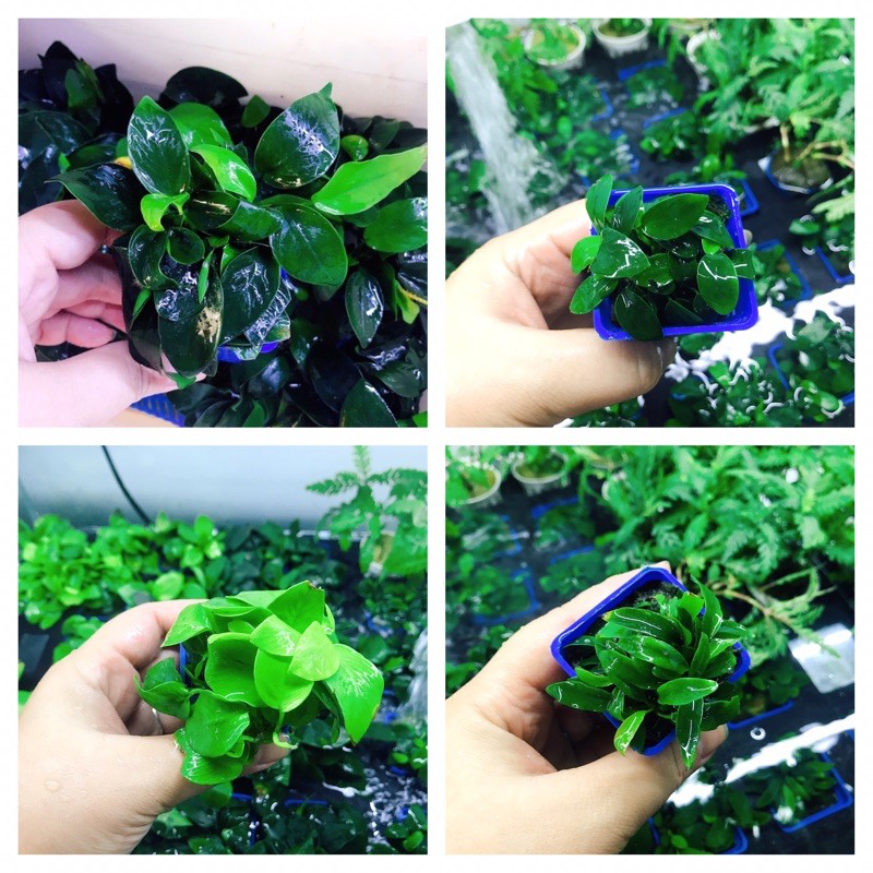 Cây Ráy Petite - Ráy Nana - Ráy Lá Tròn - Ráy Lá Nhỏ - Ráy Lá Vàng | Cây Thủy Sinh Không Cần Co2, Dễ Trồng