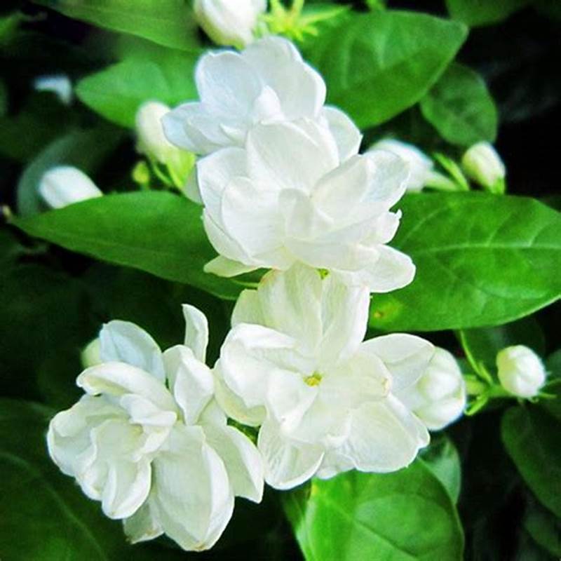 Hạt giống hoa nhài - cho hoa thơm ngát - dễ trồng, hoa nở quanh năm