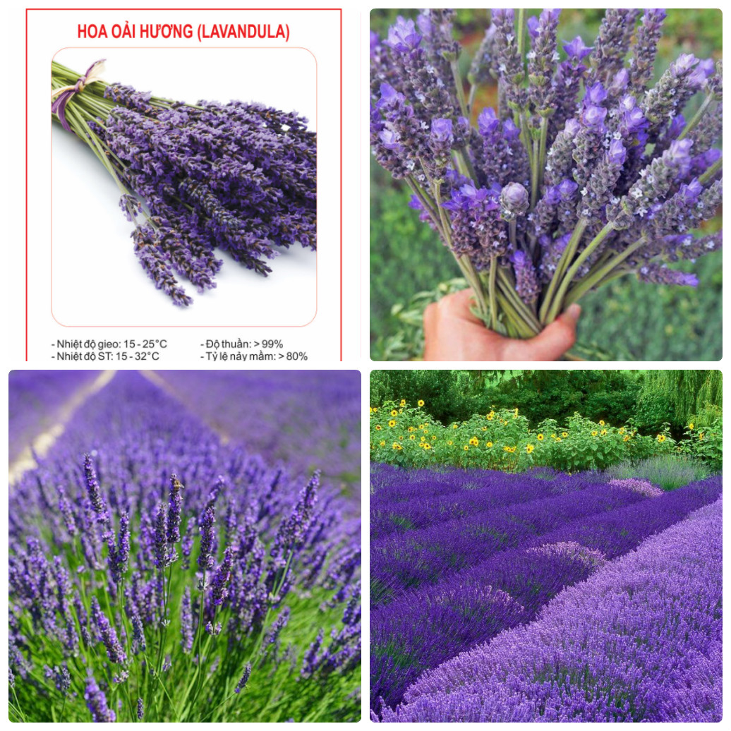 "Gói 100 Hạt " Hạt giống hoa Oải Hương ( Hoa Lavender )