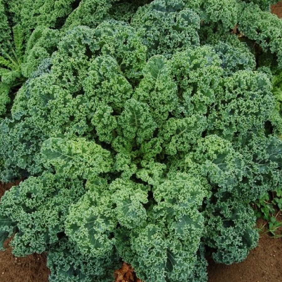 Hạt giống cải kale xoăn xanh