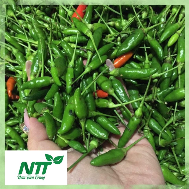 Hạt giống Ớt Xiêm thơm cay TN