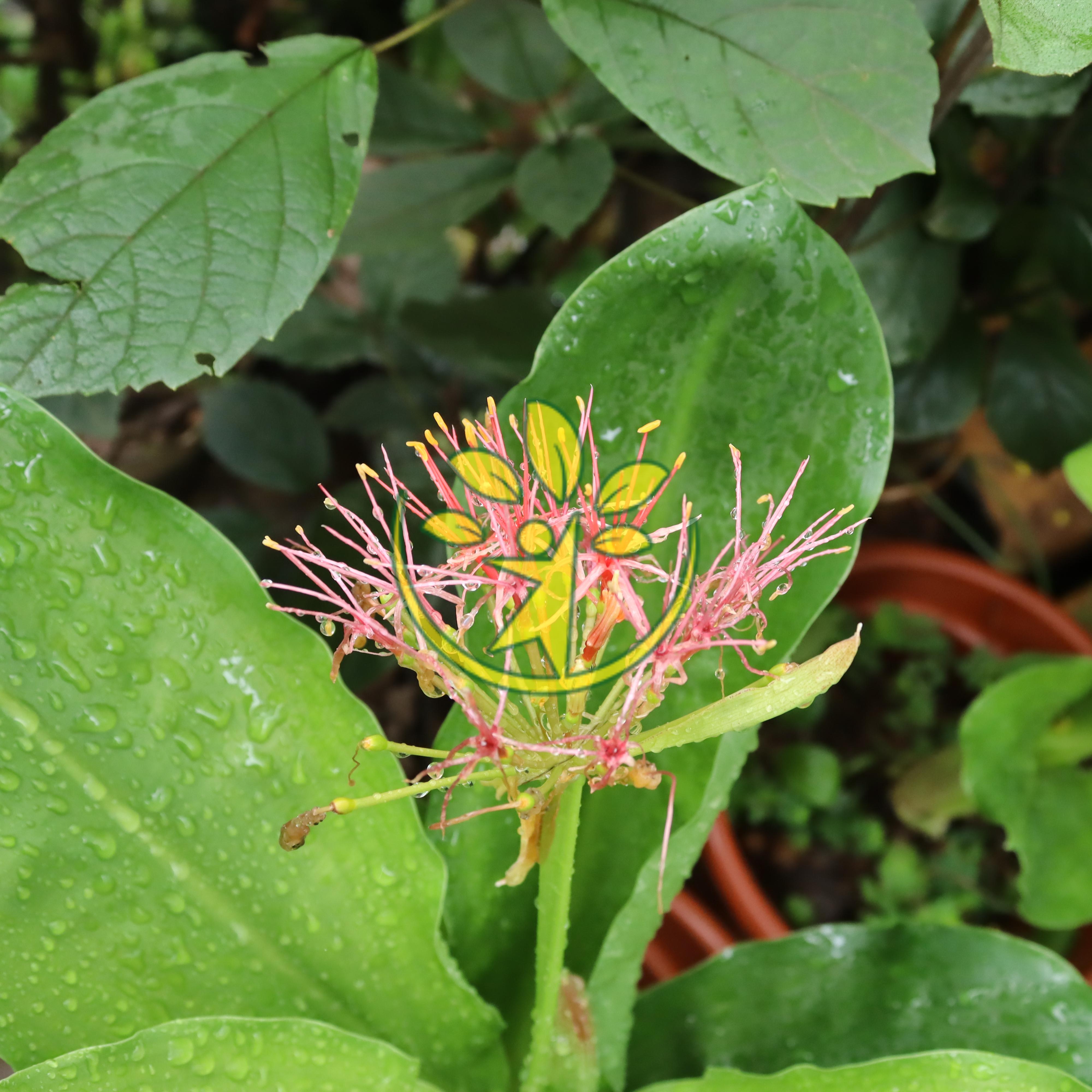 Củ giống hồng tú cầu - số lượng có hạn - thanh toán trước tặng kèm phân bón