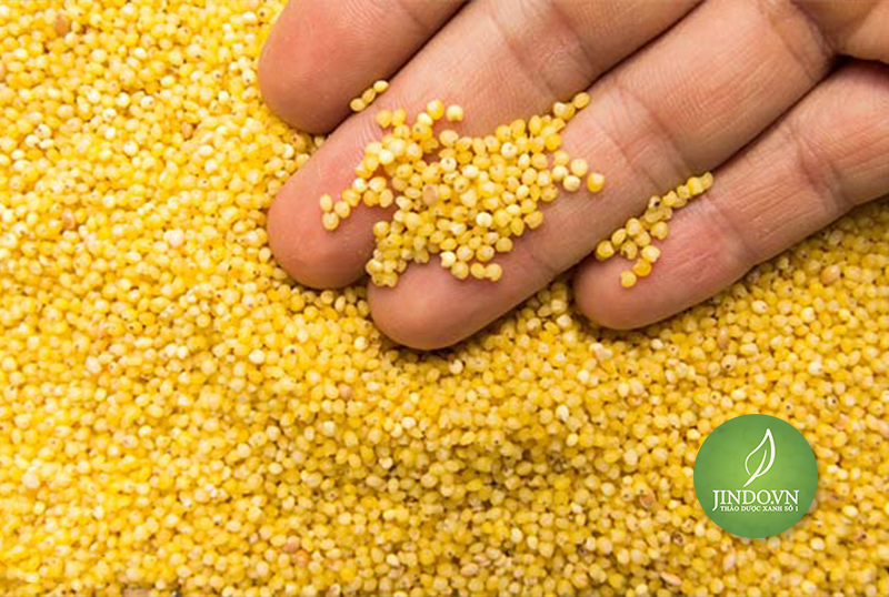 Hạt kê nếp vàng 100gram loại thượng hạng - dtx117