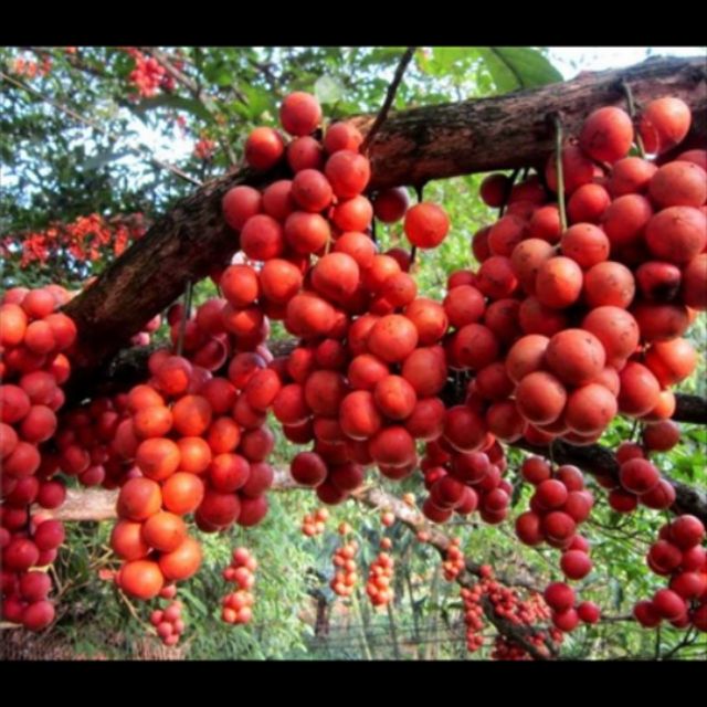 Cây dâu da đất giống