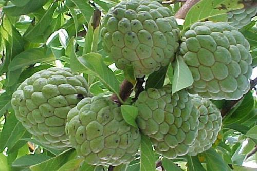 cây giống na thái lan - FREE SHIP TỪ 50K