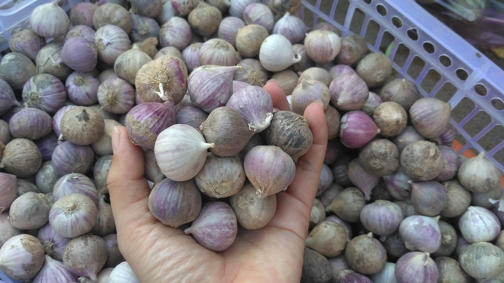 Tỏi cô đơn loại 1 đạt tiêu chuẩn tỏi ngon,rẻ