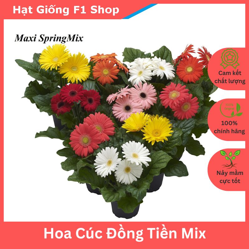 Hạt giống hoa cúc đồng tiền nhiều màu f1 cắt cành trồng chậu