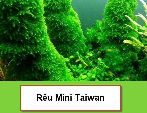 [Hoàn Tiền 10%] Rêu Mini Taiwan