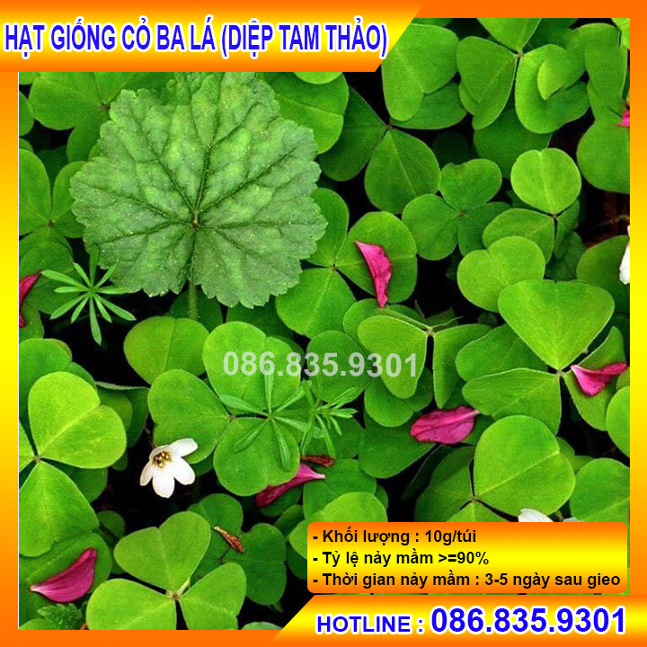 [Sao chép]HẠT CỎ BA LÁ ( CỎ THẢM MAY MẮN ) GÓI 30GRAM