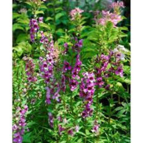 Hạt Giống Hoa Ngọc Hân F1. Túi 5 Hạt Chất Lượng Cao - Kèm Quà Tặng