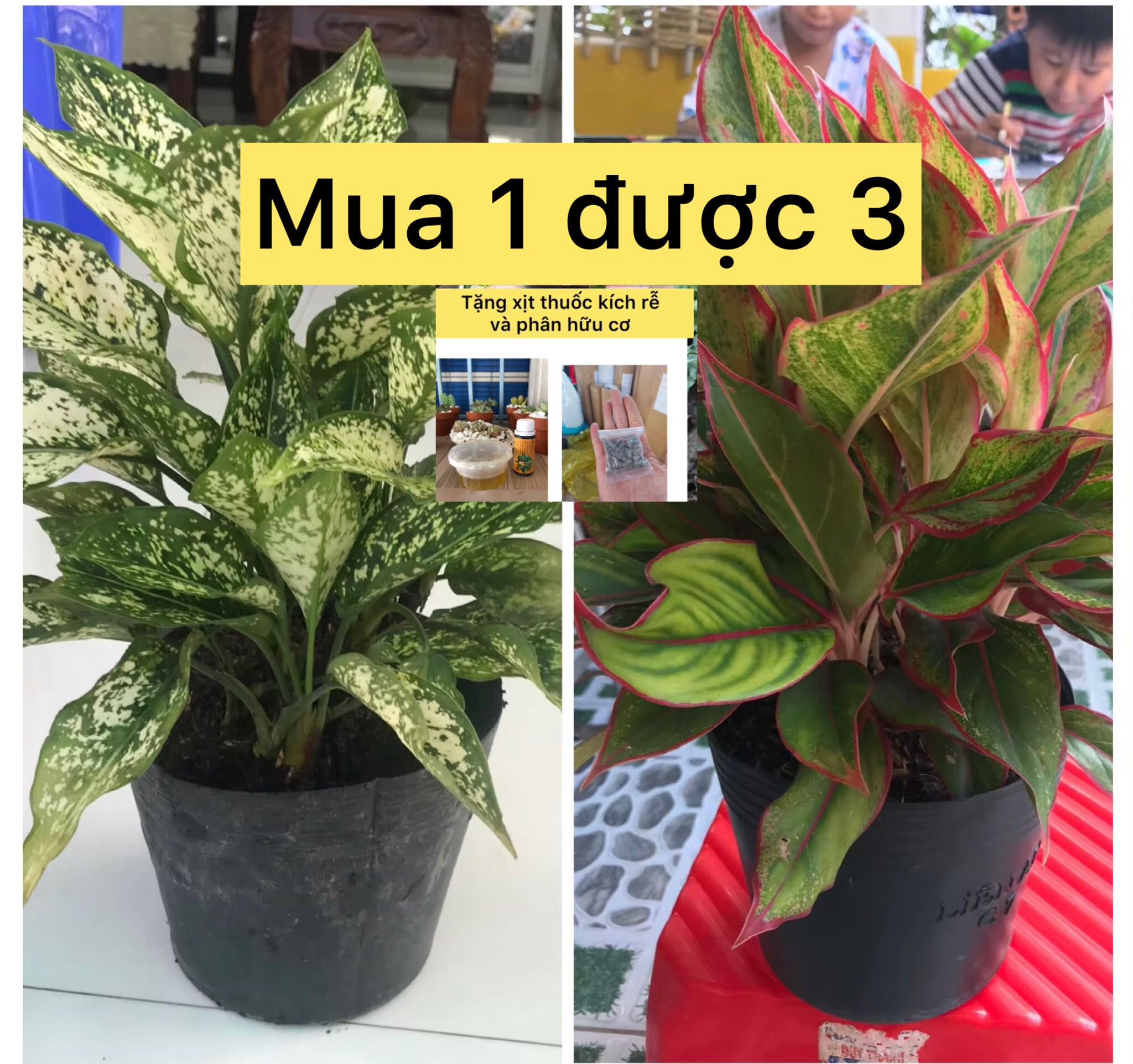 Combo phong thủy tiết kiệm ( phú quý + Ngọc ngân) + tặng phân bón cho cây  mang đến tài lộc, may mắn, tiền tài, sung túc, thịnh vượng cho người trồng