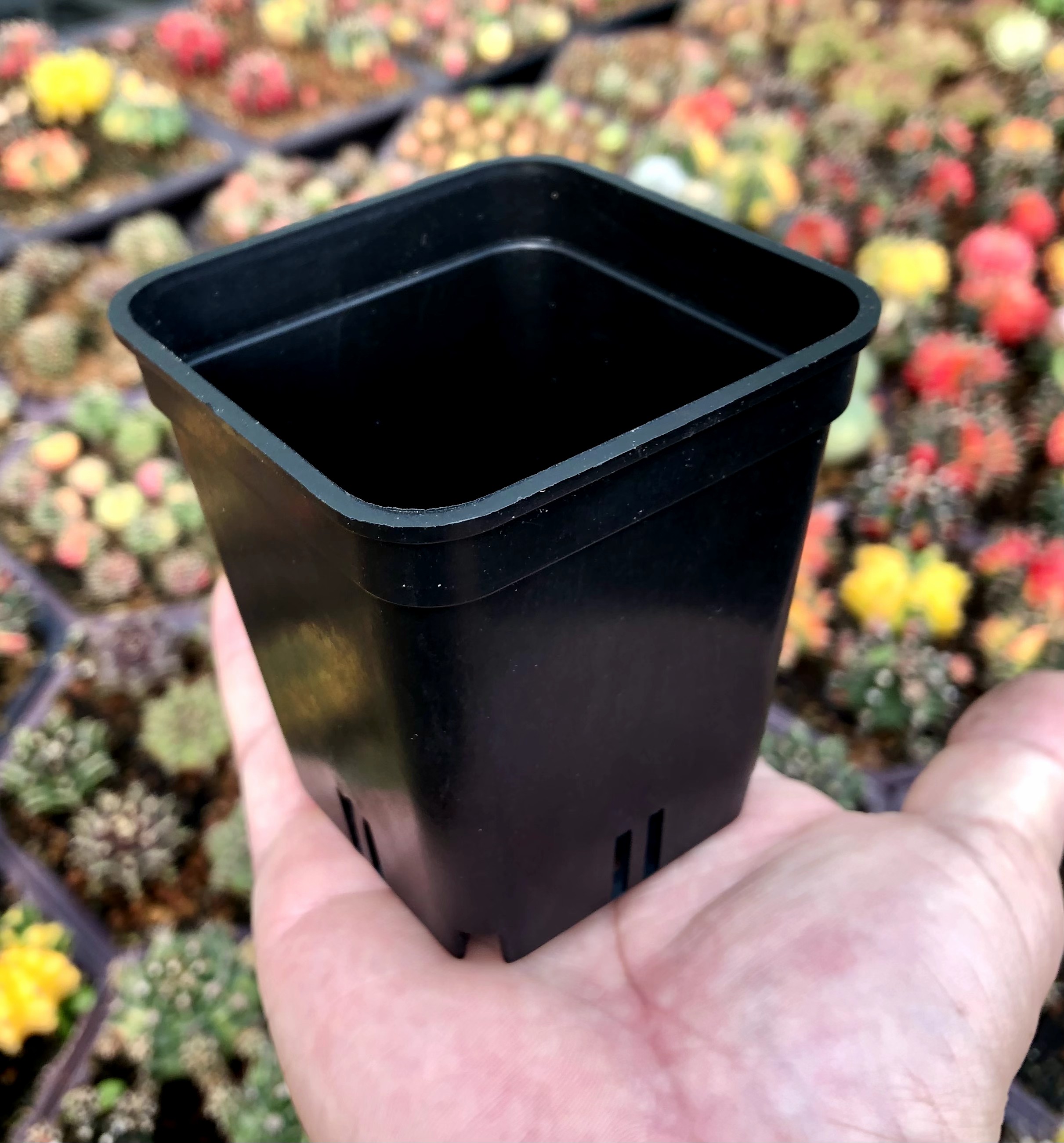 Chậu nhựa 9cmx9cm