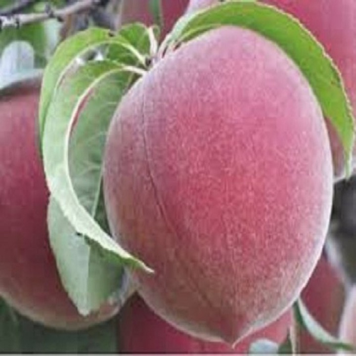 Cây giống đào ăn quả
