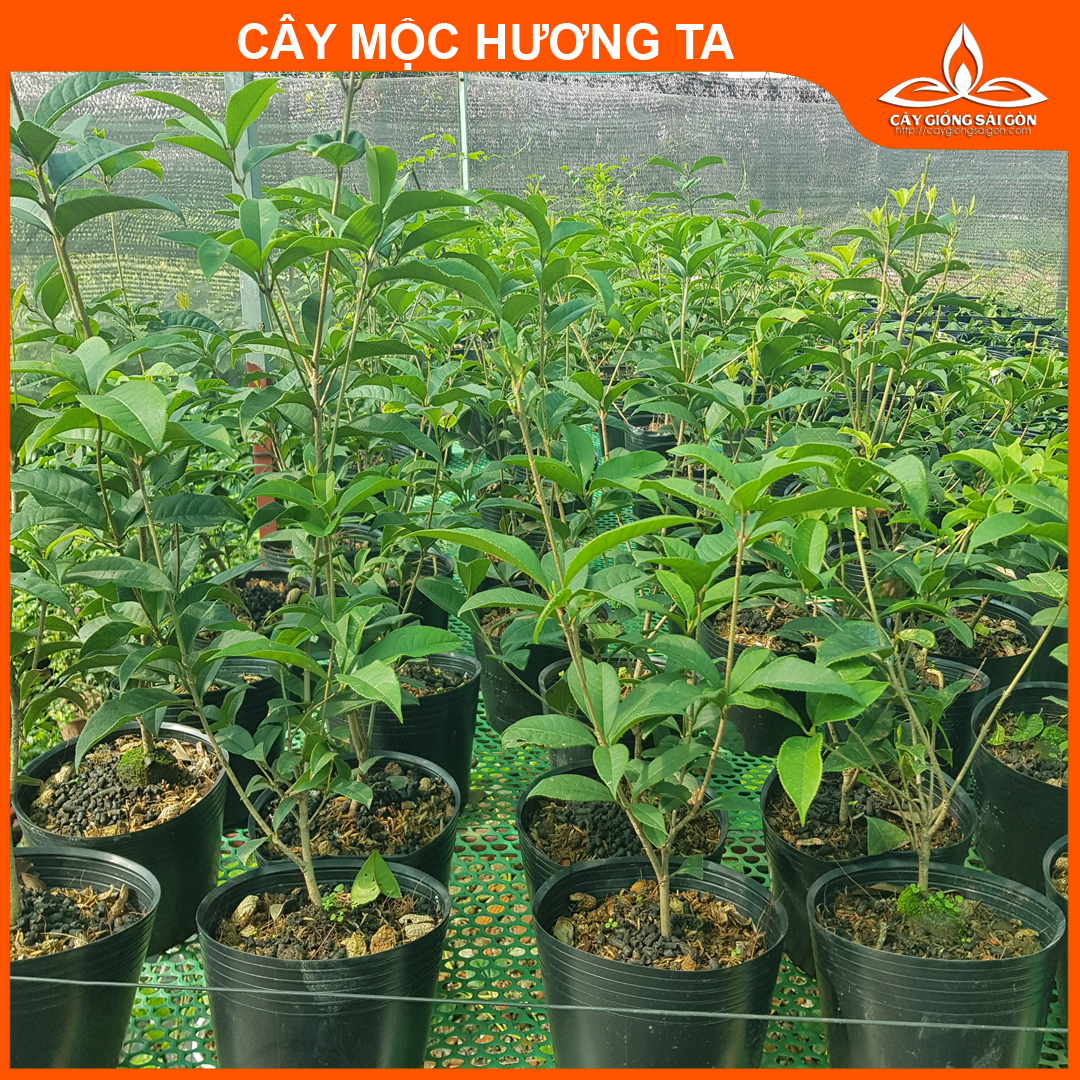 Combo 2 cây mộc hương ta 45-50cm