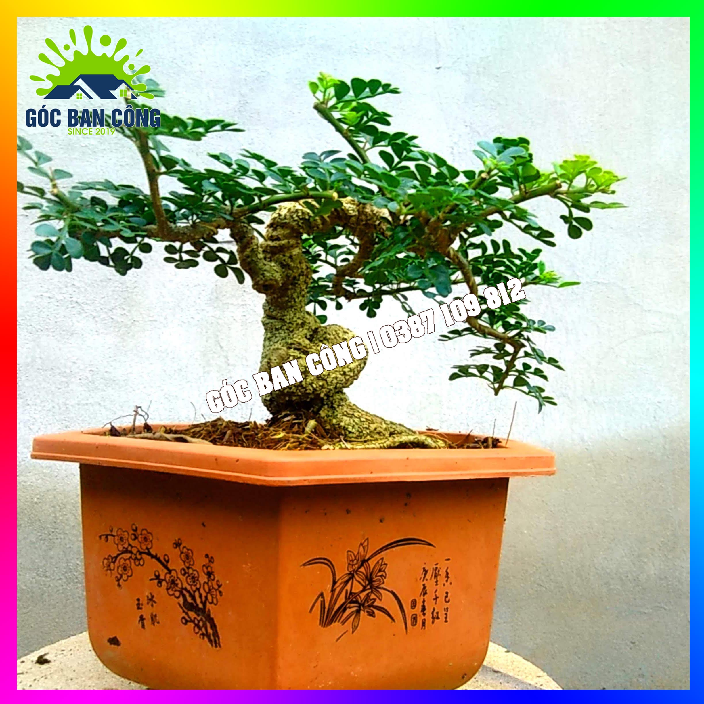 Cây Cần Thăng Bonsai Mini - CTHBS03