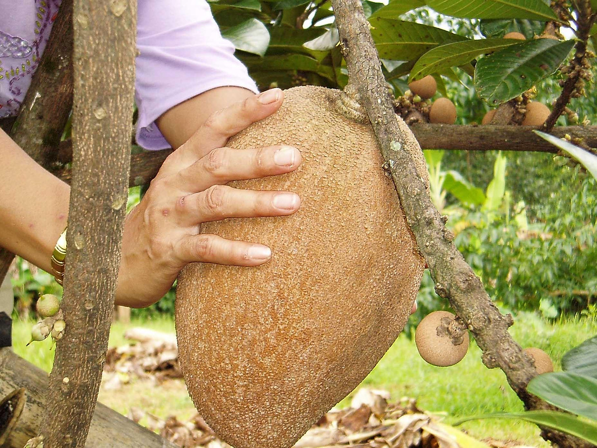 Cây hồng xiêm ruột đỏ khổng lồ