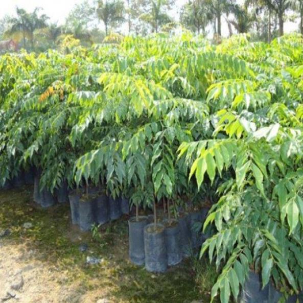 Cây sấu ghép giống f1 nhanh cho trái