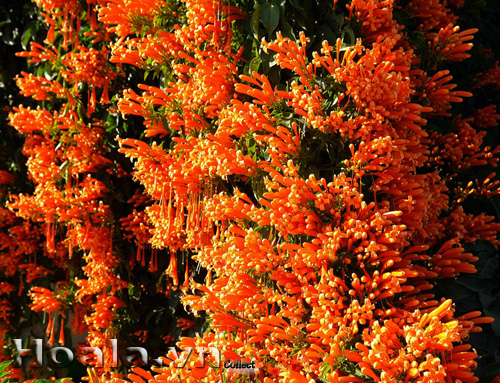 CÂY GIỐNG HOA LEO CHÙM ỚT (HOA LEO RẠNG ĐÔNG, HOA LỬA )