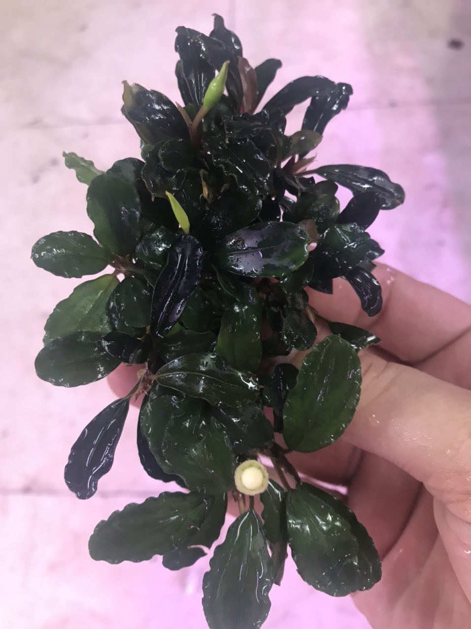 Cây Bucephalandra miếng to, cây thủy sinh Bucephalandra 1 miếng có nhiều ngọn trồng trên mọi vật thể như dán đá,lũa