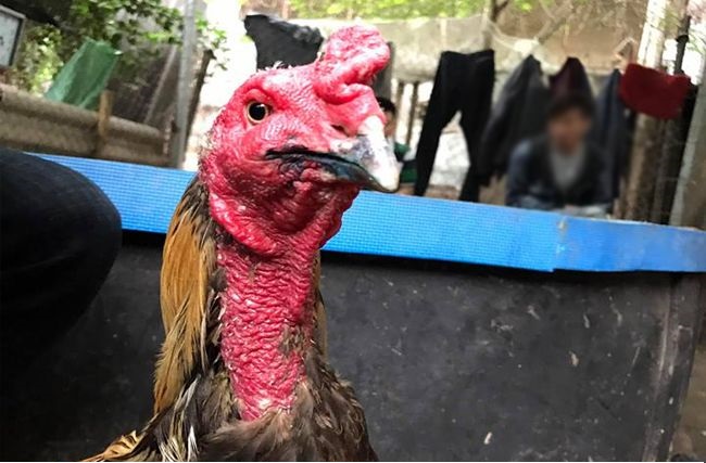 Điều trị gà đá bị kén mép rách mép gà soi bội thuốc gà đá thuốc gà chọi