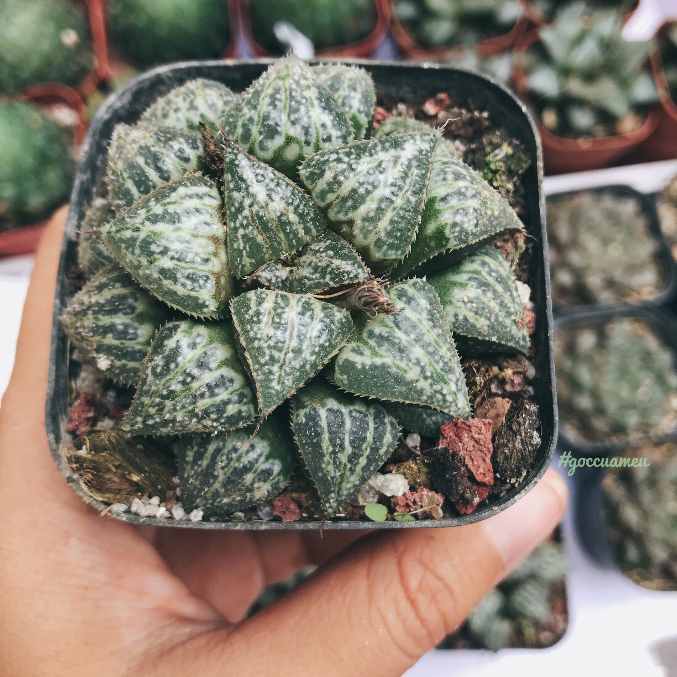 Sen đá Haworthia tam giác