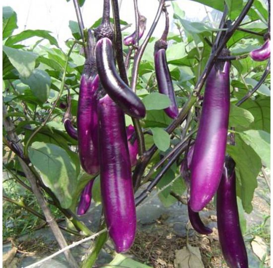 Hạt Giống C&agrave; T&iacute;m Tr&aacute;i D&agrave;i Cali - Sao Việt Seeds