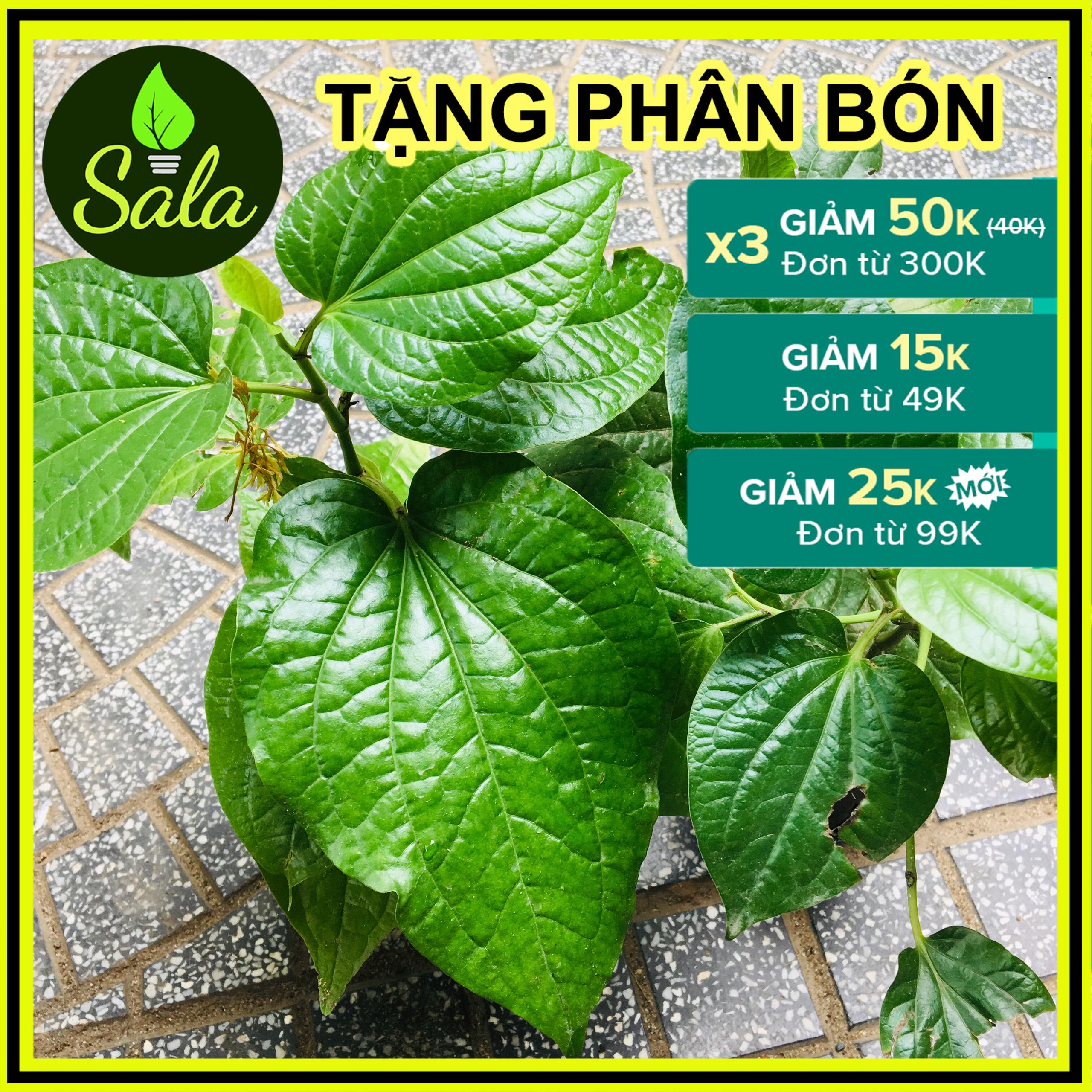 CHẬU CÂY LÁ LÔT - CHẬU CÂY GIA VỊ