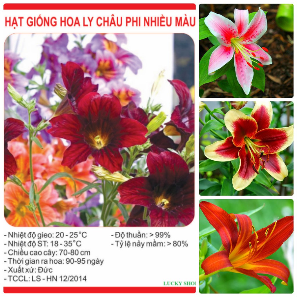 "Gói 50 Hạt " Hạt giống hoa ly châu phi nhiều màu